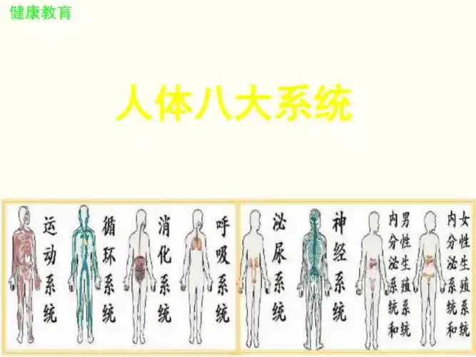 人体八大系统培训ppt