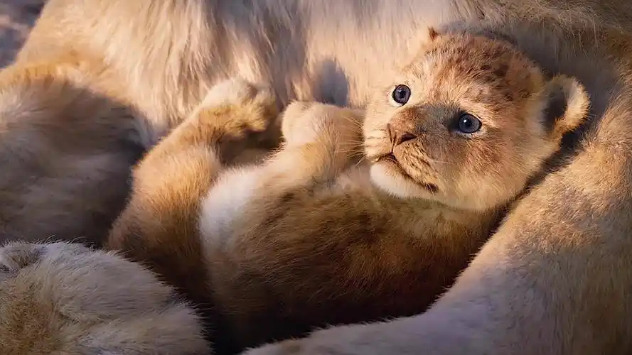 小狮子辛巴的特写