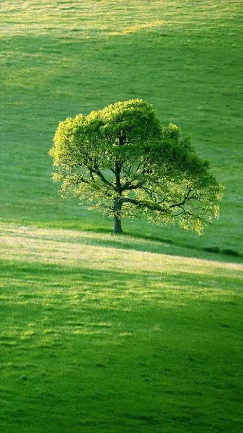 有什么保护眼睛的手机壁纸求推荐
