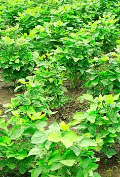 水山药图片_水山药图片大全_水山药图片素材