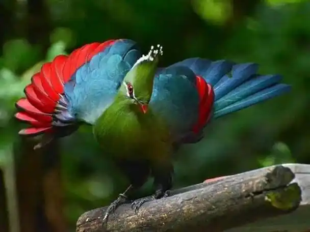 图片分享:百鸟朝凤,百鸟集锦