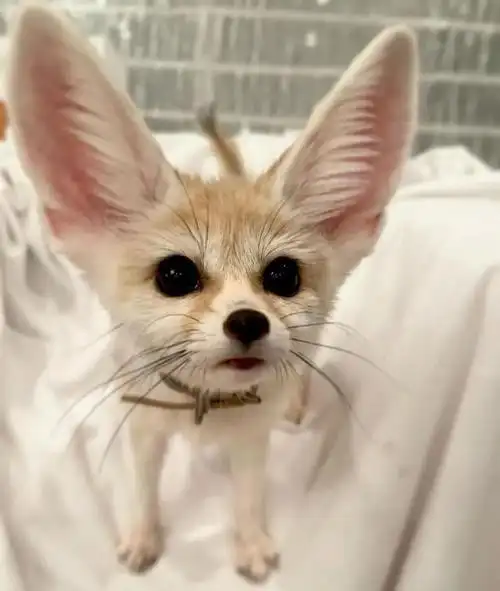 神奇的野生动物名称:耳廓狐