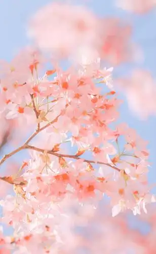 盛开的唯美樱花1080x2280分辨率查看