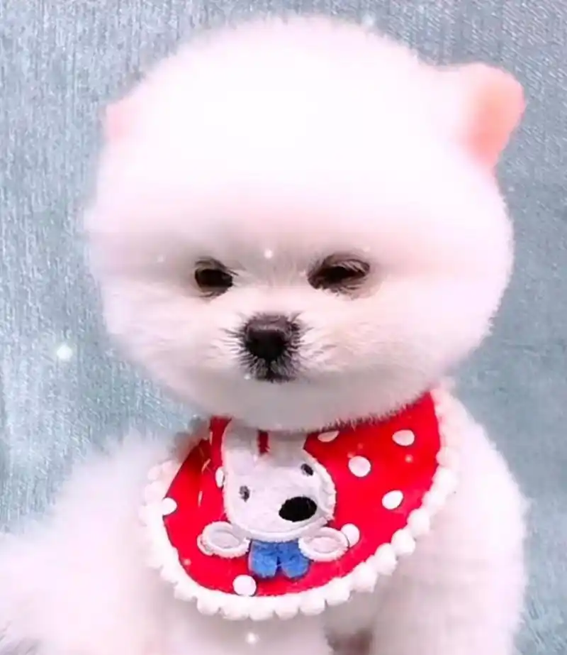 萌萌的小奶狗来了,可爱吧!