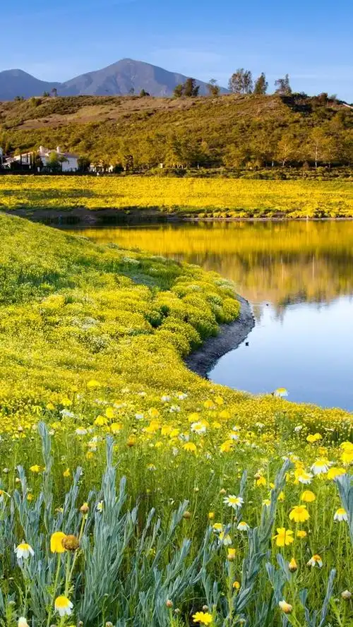 夏季自然,花,草,湖,天空 iphone 壁纸