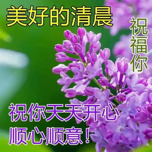 清晨早上好问候祝福表情图片 最美早晨好问候表情鲜花图片