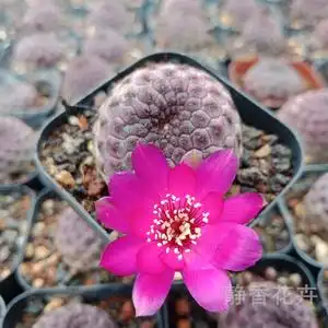 静香花卉【紫丽丸】自根萝卜根仙人球多肉植物无刺易开花