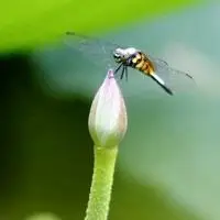 唯美蜻蜓头像图片 五彩的颜色昆虫界的捕虫高手意境蜻蜓头像图片 各种