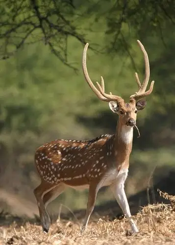 梅花鹿身上美丽的花纹,就像是一朵朵梅花,头上的鹿角,非常美丽