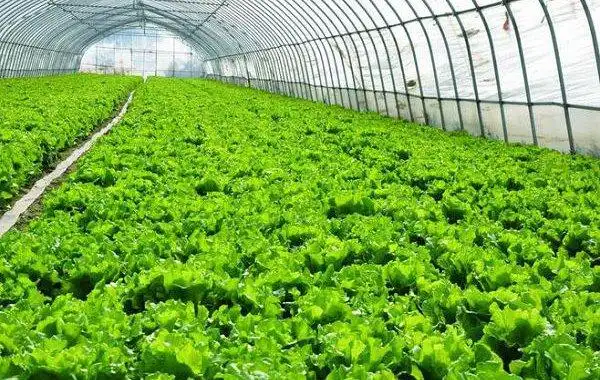 夏季为蔬菜大棚降温,这些措施很管用 - 农业种植网