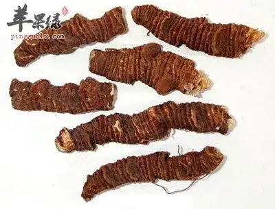 蚤休的功效与作用及食用方法_营养价值_和拳参的区别_别名_苹果绿