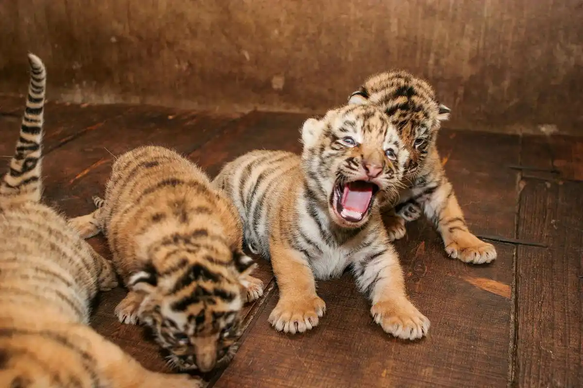 老虎小时候也太可爱了,奶凶奶凶的[亲吻][亲吻][亲吻]#小老虎