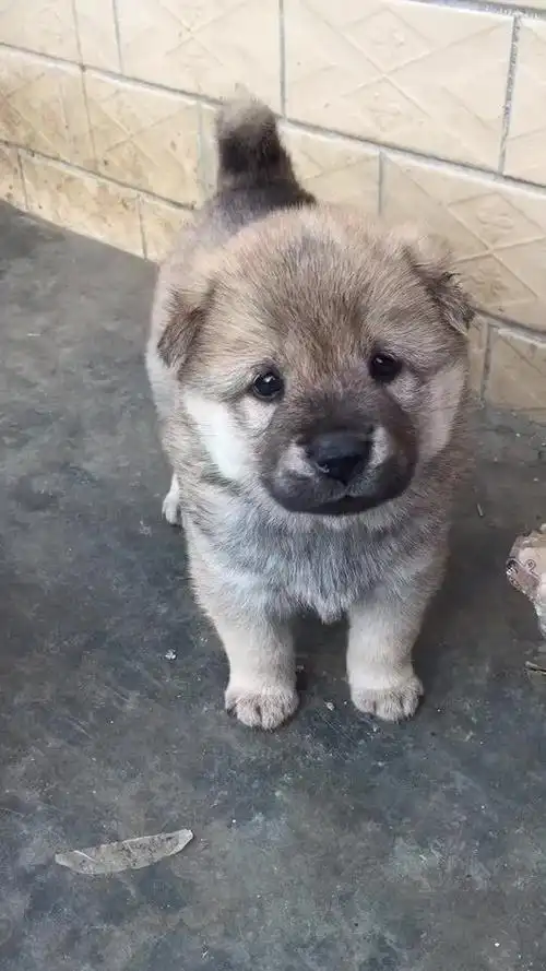 这小奶狗太可爱了你喜欢哪一条