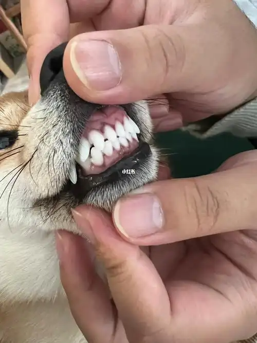 狗狗牙齿边的牙龈一圈黑黑的是啥呀
