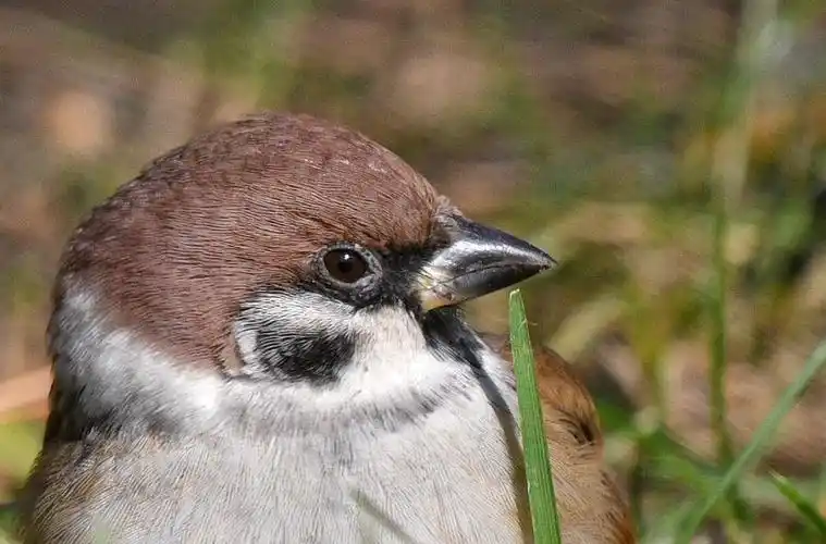 特写小麻雀拍于陶然亭公园