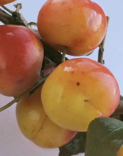 欧李果枝和果实