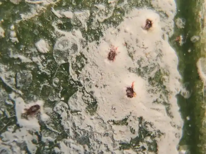 不打农药少花钱分享无抗性杀红蜘蛛的5大原理及3类助剂