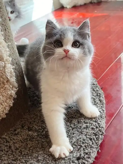 北京英短蓝白猫舍找家长哟