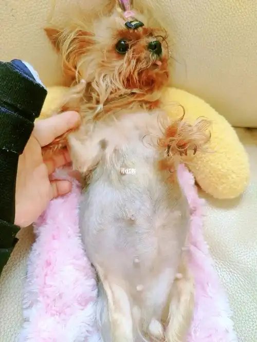 还有18天才生,我是不是应该控制控制呢#武汉约克夏  #狗狗怀孕  #超小