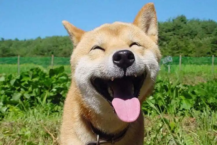 动物的笑容是怎样?