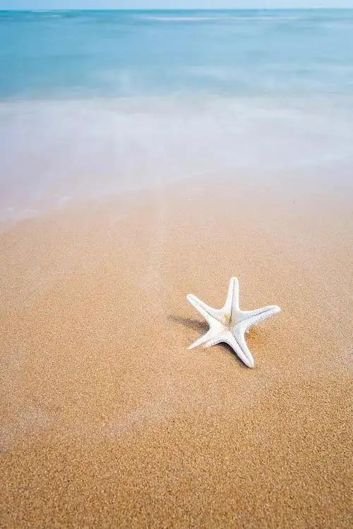 特写红色的海星在沙滩上