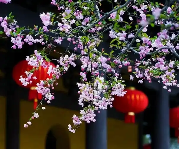 6种吉祥树,都有长寿命,高档寓意好,适合养在家里