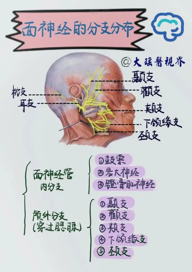 一张图学会面神经 面神经来袭