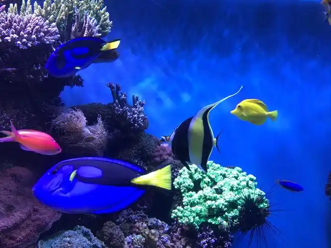 美丽的海底世界