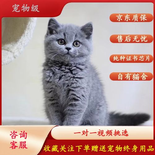 纯种英短蓝猫小猫咪活体英国短毛猫宠物活体贵族蓝猫宠物猫幼猫 宠物