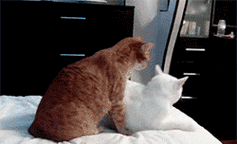 喵星人搞笑gif动图_动态图_表情包下载_soogif