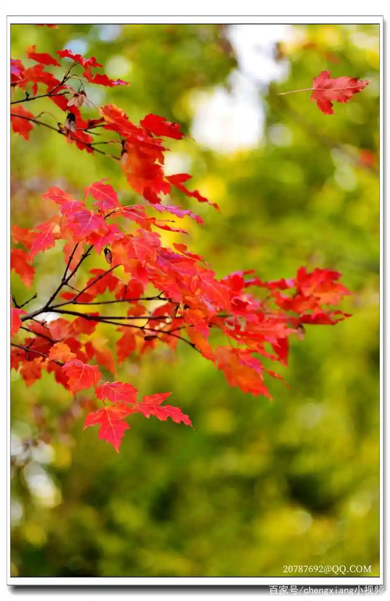 秋冬红叶片片落