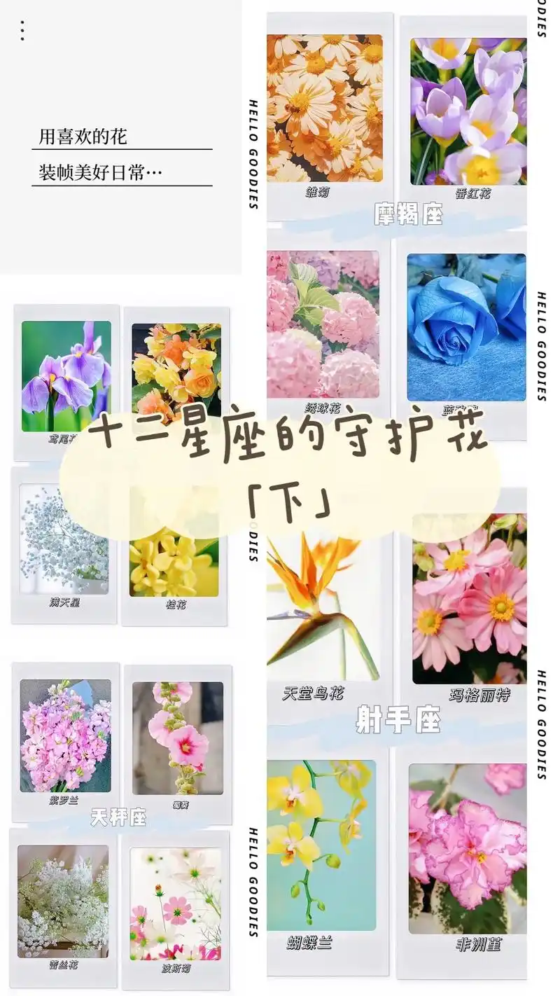 十二星座的守护花(下)#星座 #星座鲜花 #星座守护花 #图 - 抖音