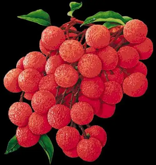 水果照片大全唯美图片(最美好看的水果图片)