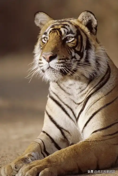最帅老虎图片(传奇虎王朱姆鲁) - 赤虎壹号