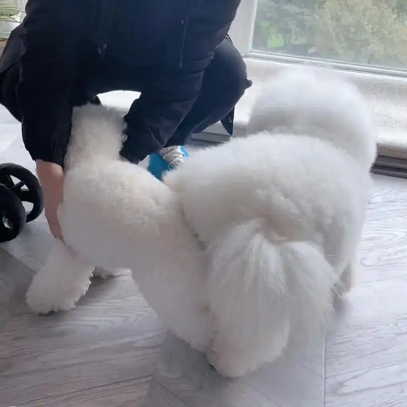 比熊小狗勾的孕期记录 肚子在慢慢变大啦～ 猜猜有几只小宝宝吖 - 抖