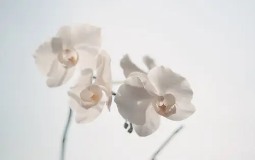 简约文艺复古唯美意境图片桌面壁纸