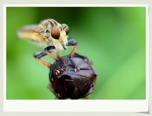 天敌昆虫:食虫虻