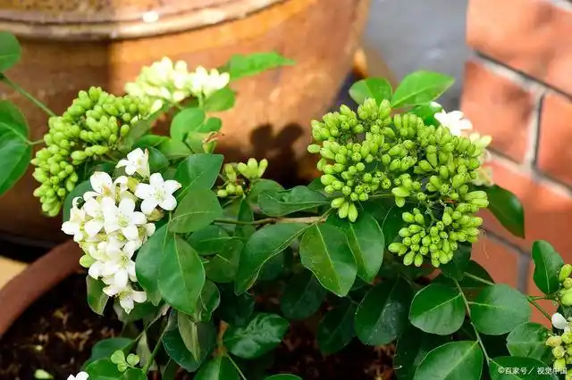 七里香是一种芸香科九里香属种灌木植物,它花朵为白色,开花的时候会