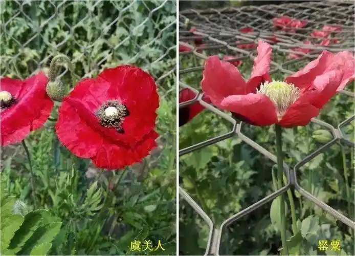 种这种植物,违法!发现请举报!_罂粟_毒品_非法