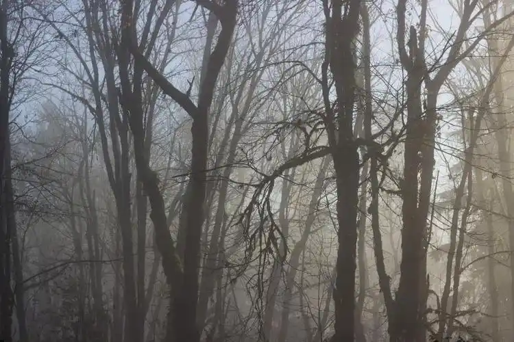 诡异森林背景,与周围的树枝的雾的冬季森林背景.