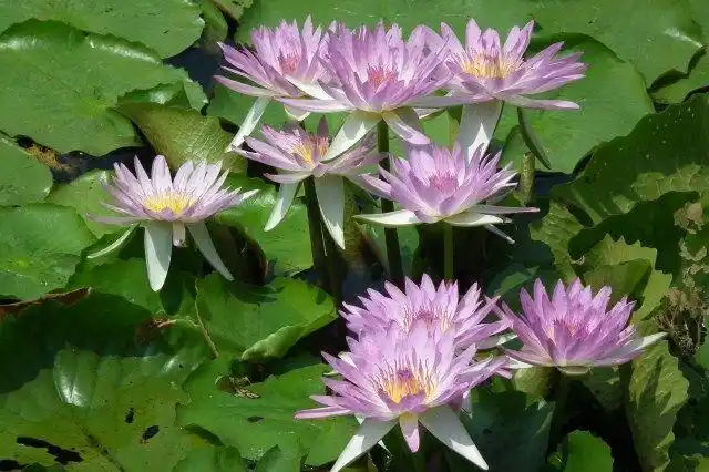 正宗台湾林朕古九品香水莲花种苗