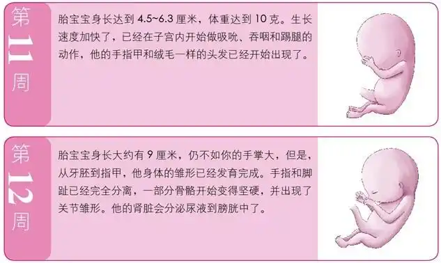 孕3月:胎儿已经有"人样儿"了