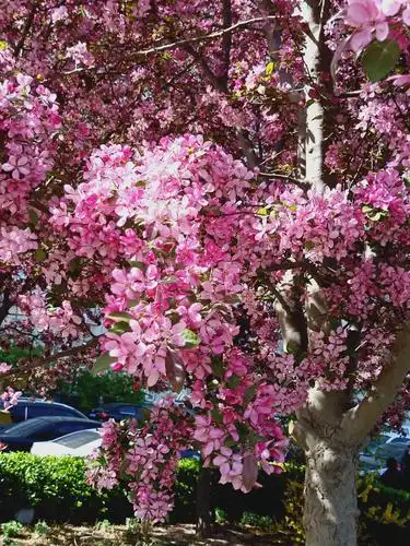 春天,院子里那六棵紫叶海棠