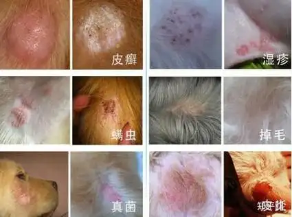 狗狗的皮肤病是什么原因引起的,平时怎么预防?_小狗情人