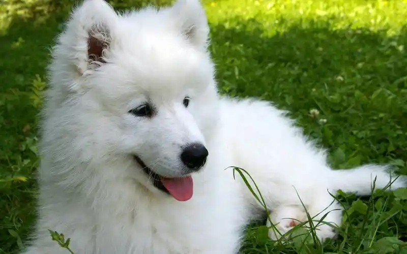高清躺在草坪山中的白色萨摩耶犬(samoyed)狗犬壁纸下载