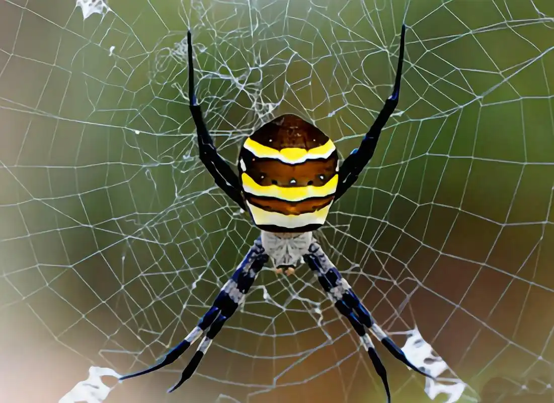 每天认识一种动物——悦目金蛛  悦目金蛛是最常见的蜘蛛品种之一