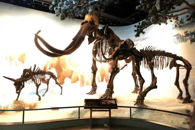 讲述扎赉诺尔博物馆里的故事|扎赉诺尔哺乳动物群_历史_古人类_文化