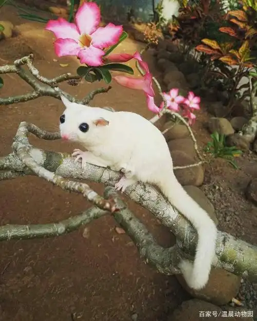 蜜袋鼯并不是那么好饲养的,很多人都接受不了它们的这五个特点