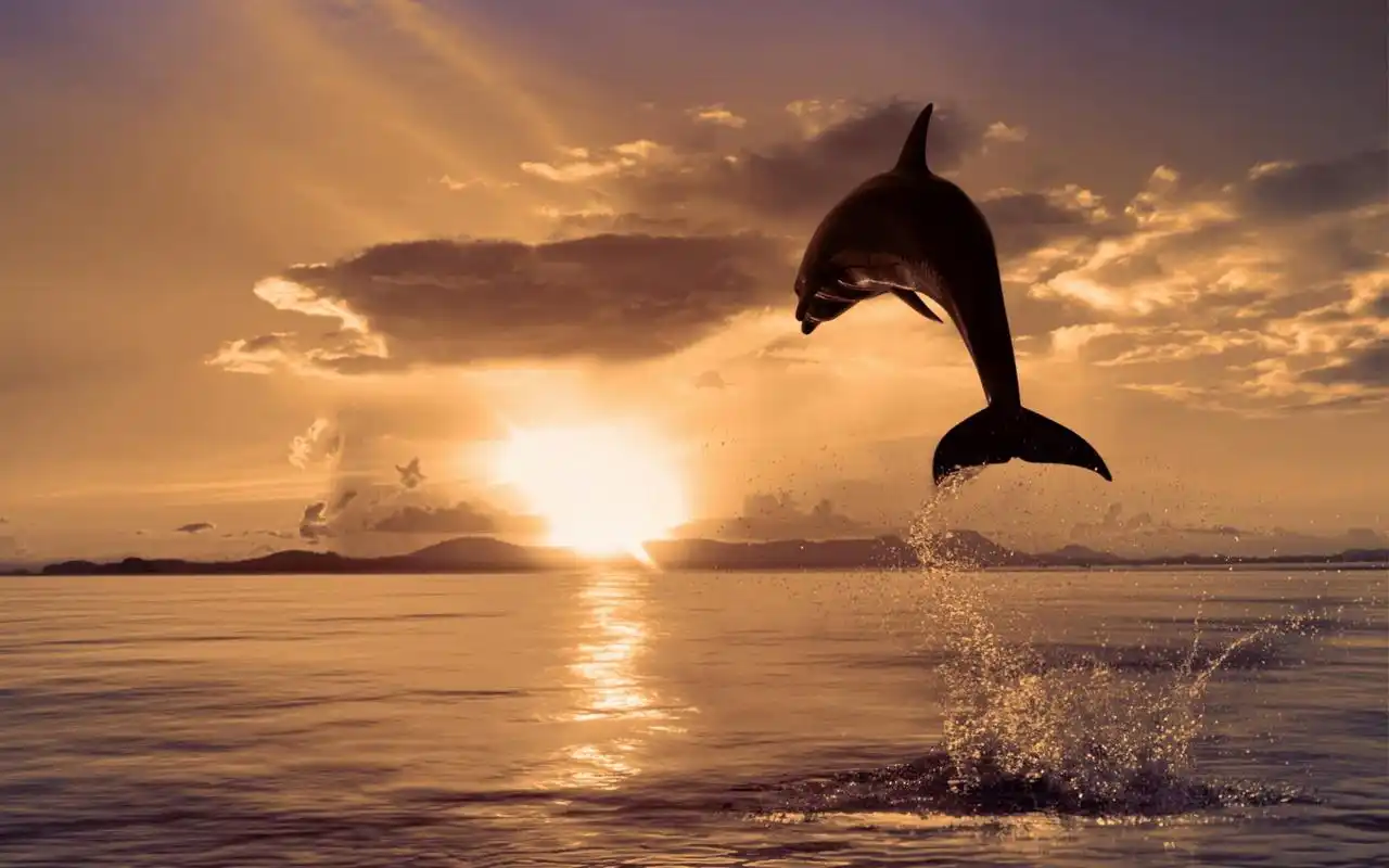 海洋精灵生物海豚宽屏桌面壁纸