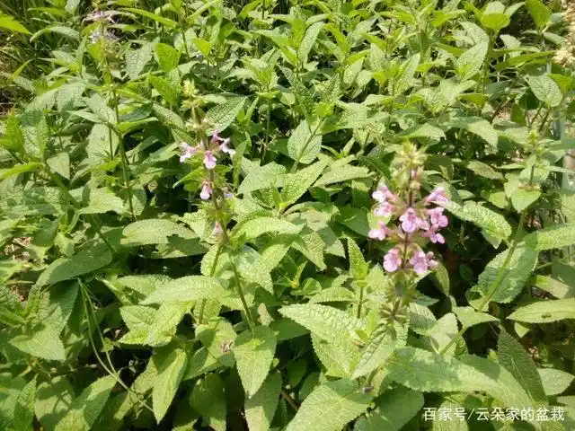 野甘露,一种野生药材,能清热解毒和消炎止痒,野外遇见别错过!